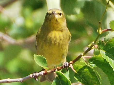 Orange-crowned Warbler (Vermivora celata)