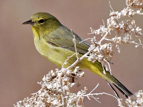 Orange-crowned Warbler (Vermivora celata)