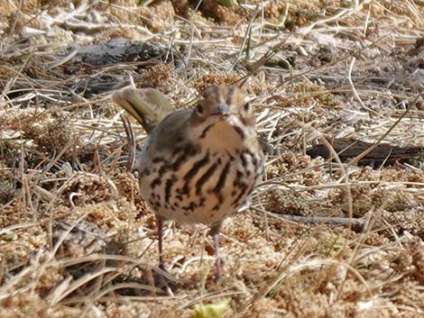 Ovenbird (Seiurus aurocapillus)