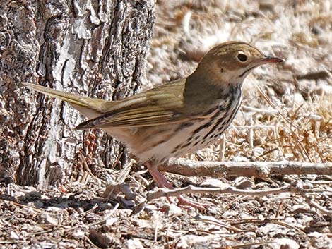 Ovenbird (Seiurus aurocapillus)