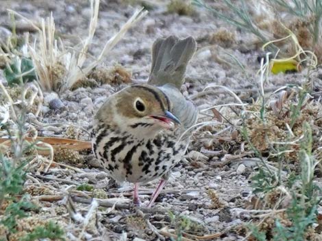 Ovenbird (Seiurus aurocapillus)