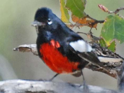 Painted Redstart (Myioborus pictus)