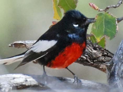 Painted Redstart (Myioborus pictus)