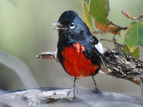 Painted Redstart (Myioborus pictus)