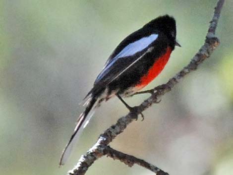 Painted Redstart (Myioborus pictus)