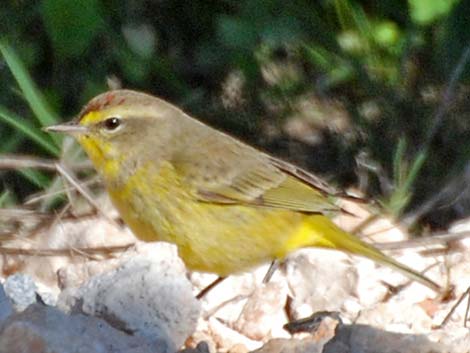 Palm Warbler (Setophaga palmarum)