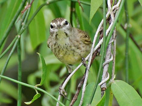 Palm Warbler (Setophaga palmarum)