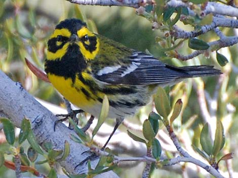 Townsend's Warbler (Dendroica townsendi)