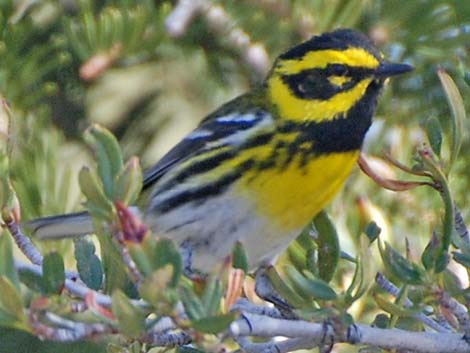 Townsend's Warbler (Dendroica townsendi)