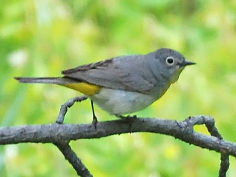 Virginia's Warbler (Vermivora virginiae)