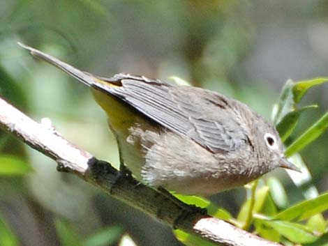 Virginia's Warbler (Vermivora virginiae)