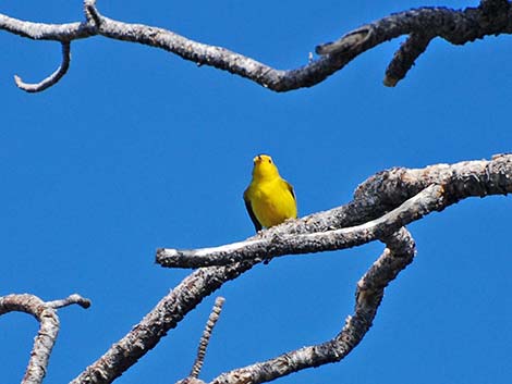 Yellow Warbler (Setophaga petechia)