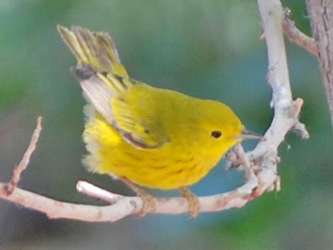 Yellow Warbler (Setophaga petechia)