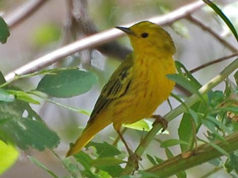 Yellow Warbler (Setophaga petechia)