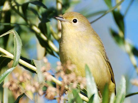 Yellow Warbler (Setophaga petechia)