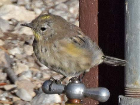 Audubon's Yellow-rumped Warbler (Setophaga coronata auduboni)