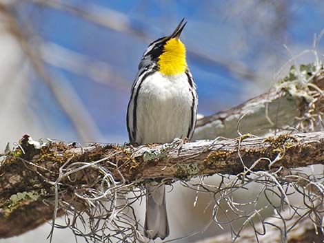 Yellow-throated Warbler (Setophaga dominica)