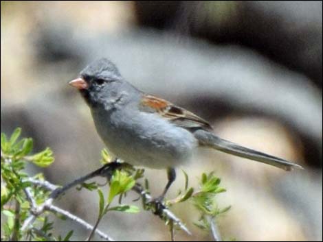 Black-chinned Sparrow (Spizella atrogularis)