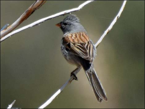 Black-chinned Sparrow (Spizella atrogularis)