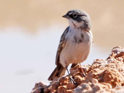 Sage Sparrow (Amphispiza belli)