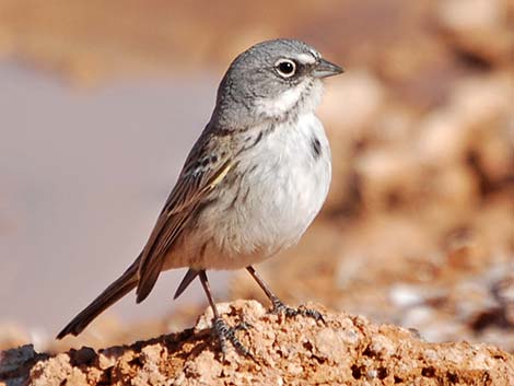 Sage Sparrow (Amphispiza belli)