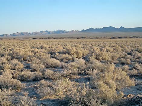 Saltbrush Habitat