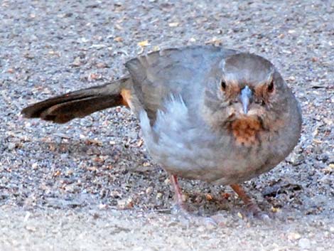 California Towhee (Pipilo crissalis)