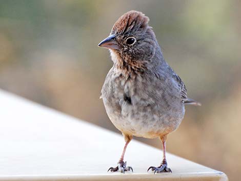 Canyon Towhee (Pipilo fuscus)