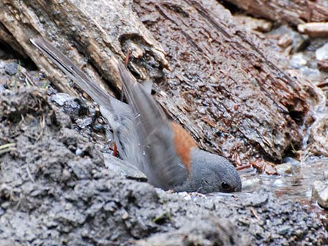 Dark-eyed Junco (Junco hyemalis)