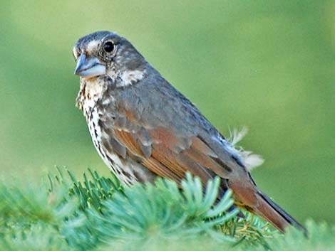 Fox Sparrow (Passerella iliaca)