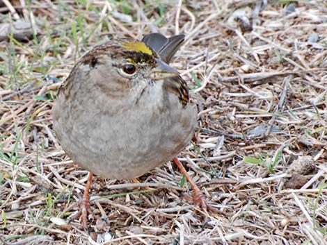 Golden-crowned Sparrow (Zonotrichia atricapilla)