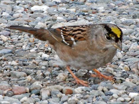 Golden-crowned Sparrow (Zonotrichia atricapilla)