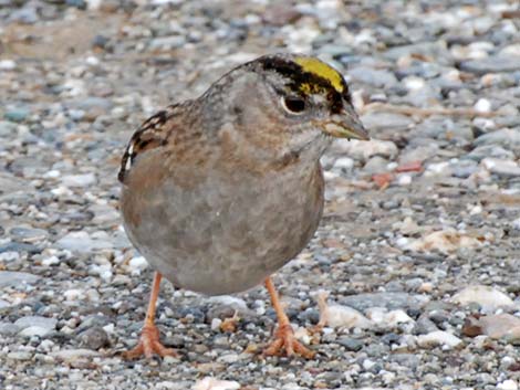 Golden-crowned Sparrow (Zonotrichia atricapilla)