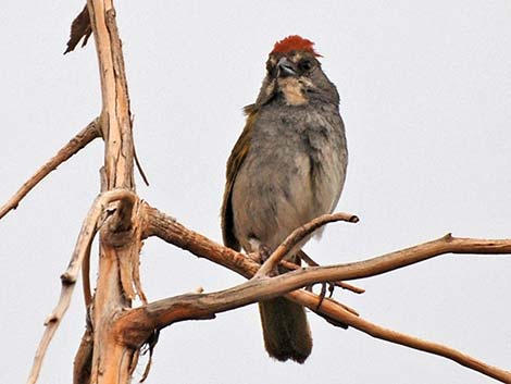 Green-tailed Towhee (Pipilo chlorurus)