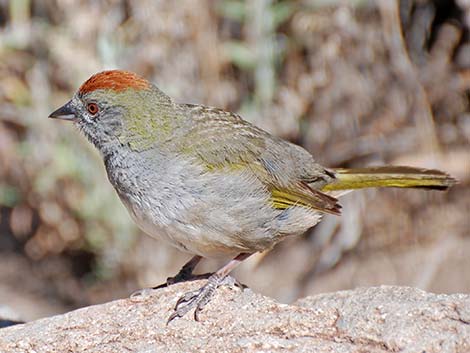 Green-tailed Towhee (Pipilo chlorurus)