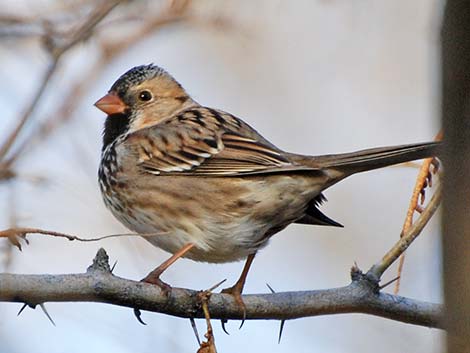 Harris's Sparrow (Zonotrichia querula)