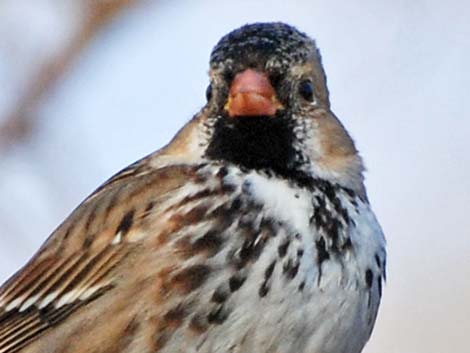 Harris's Sparrow (Zonotrichia querula)