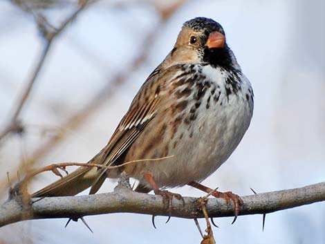 Harris's Sparrow (Zonotrichia querula)