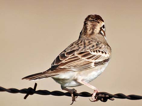 Lark Sparrow (Chondestes grammacus)