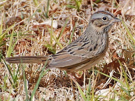 Lincoln's Sparrow (Melospiza lincolnii)