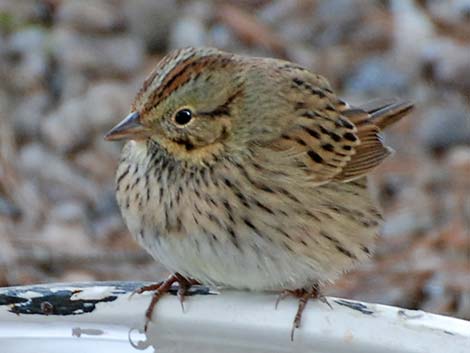 Lincoln's Sparrow (Melospiza lincolnii)