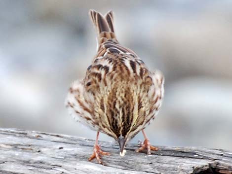 Savannah Sparrow (Passerculus sandwichensis)