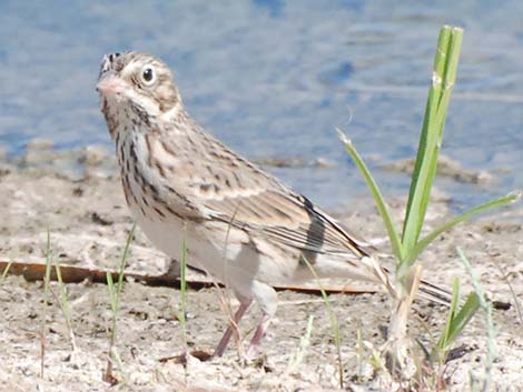 Vesper Sparrow (Pooecetes gramineus)