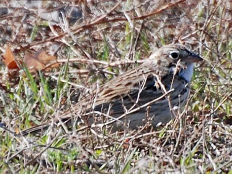 Vesper Sparrow (Pooecetes gramineus)