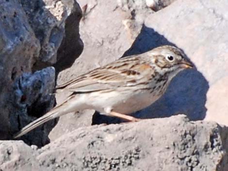 Vesper Sparrow (Pooecetes gramineus)