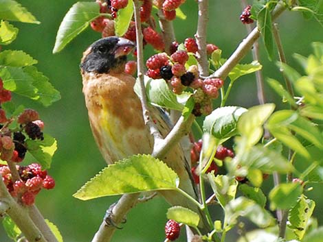 Black-headed Grosbeak (Pheucticus melanocephalus)