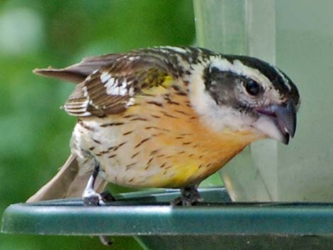 Black-headed Grosbeak (Pheucticus melanocephalus)