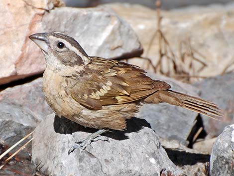 Black-headed Grosbeak (Pheucticus melanocephalus)