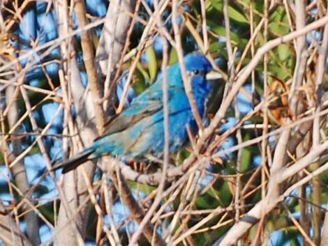 Indigo Bunting (Passerina cyanea)