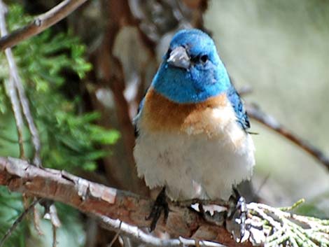 Lazuli Bunting (Passerina amoena)